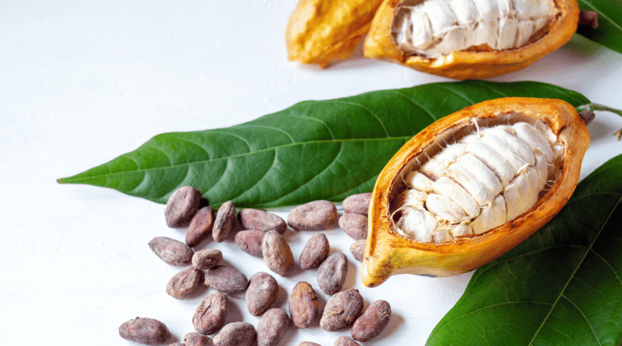 Cacao Pods and cocoa beans