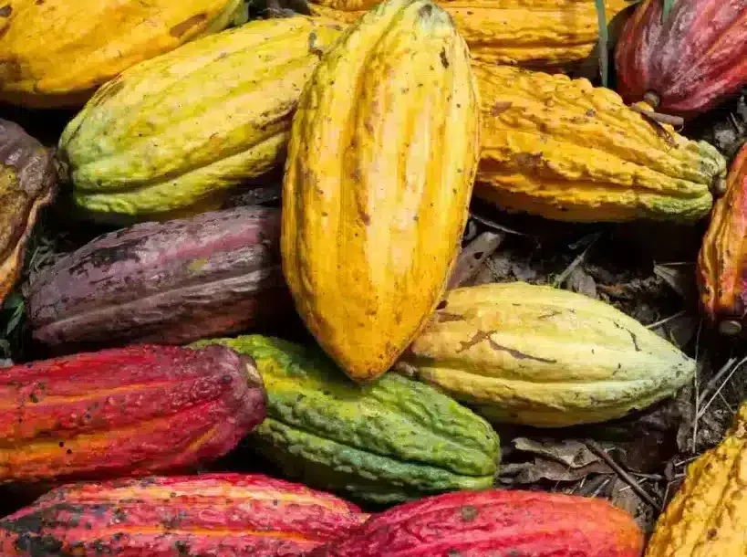 Yellow and red cacao pods