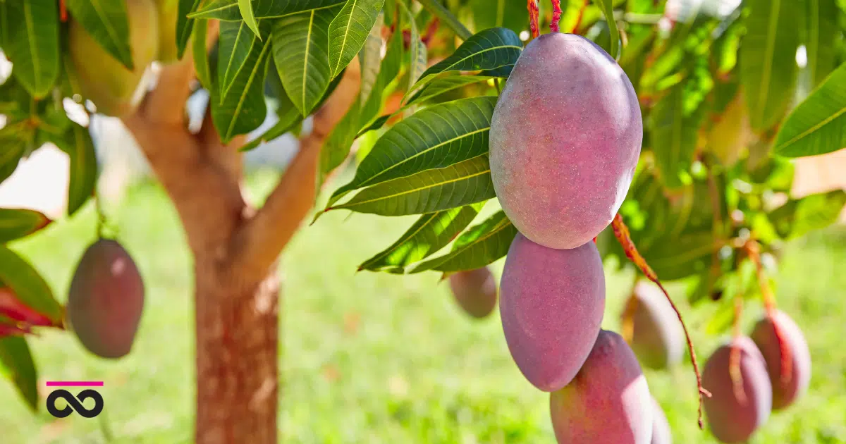 Mango tree - Mango Benefits for Skin